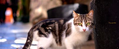 hermes nuovo spot gatto|Hermes, gatto raro. A che razza appartiene il nostro  .